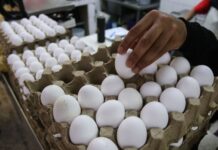 A hand picks an egg out of a carton
