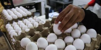 A hand picks an egg out of a carton