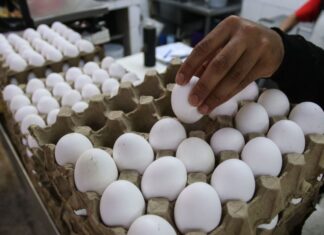 A hand picks an egg out of a carton