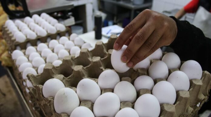 A hand picks an egg out of a carton