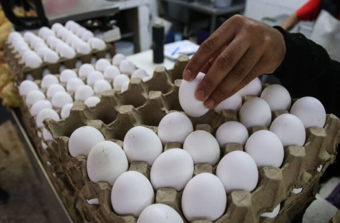 A hand picks an egg out of a carton