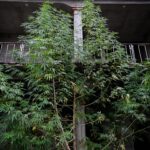 A giant cannabis tree outside overtaking the facade of a stone and brick building in Oaxaca city, Mexico. The tree is as tall as the building and towers over its balconies.
