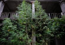 A giant cannabis tree outside overtaking the facade of a stone and brick building in Oaxaca city, Mexico. The tree is as tall as the building and towers over its balconies.