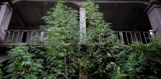 A giant cannabis tree outside overtaking the facade of a stone and brick building in Oaxaca city, Mexico. The tree is as tall as the building and towers over its balconies.