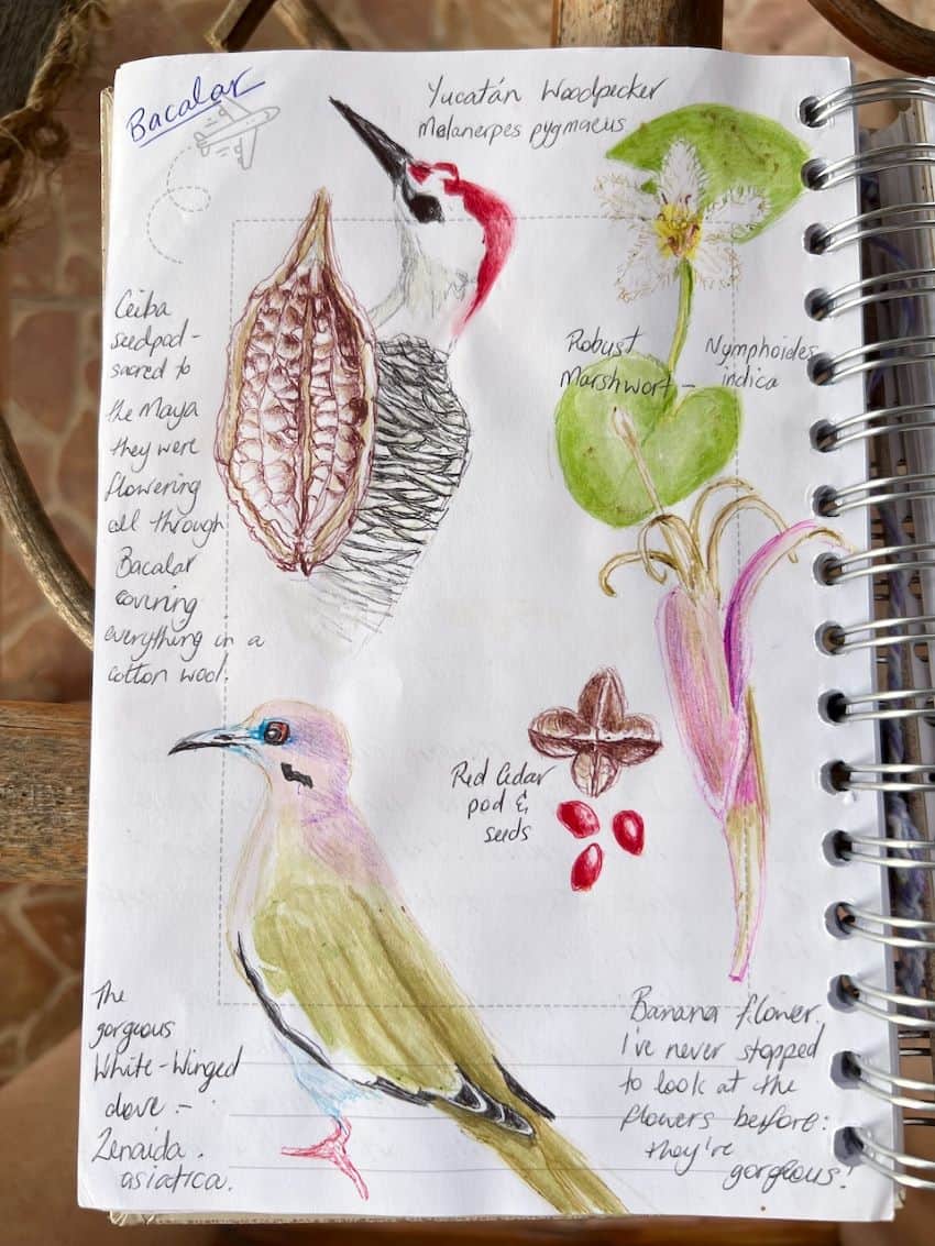 Journal page with sketches of birds
