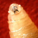 Close up of screwworm larvae.