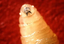 Close up of screwworm larvae.