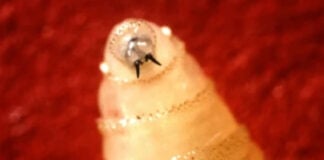 Close up of screwworm larvae.