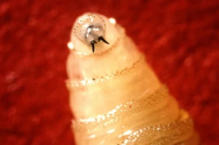 Close up of screwworm larvae.