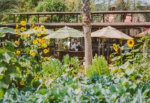 An outdoor restaurant with lots of vegetation in the foreground, including sunflowers. In the background, one can see waitstaff in black aprons and white shirts at work.