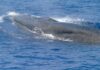 a whale in the water