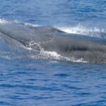a whale in the water