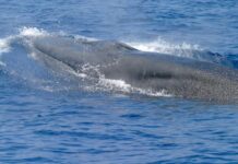 a whale in the water