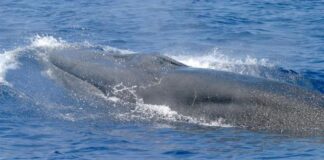 a whale in the water