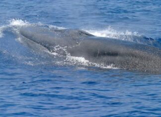 a whale in the water