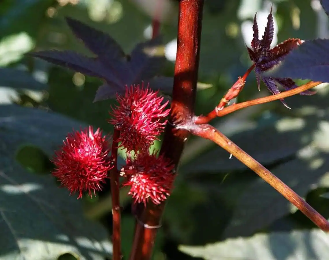 Castor bean seeds