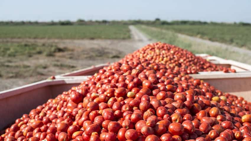 Harvester gathers tomatoes in the trailer