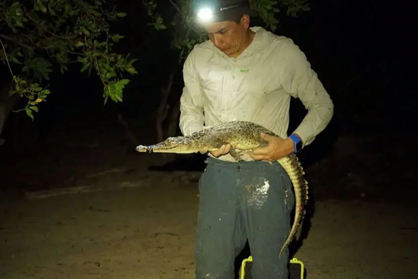 A man has a crocodile at night