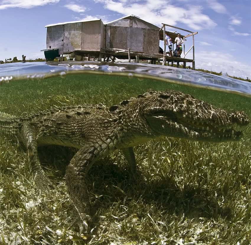 A crocodile is visible underwater below a water bungalow on stilts