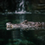 A small crocodile swims through dark water