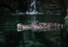 A small crocodile swims through dark water