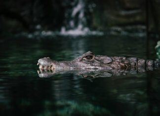 A small crocodile swims through dark water