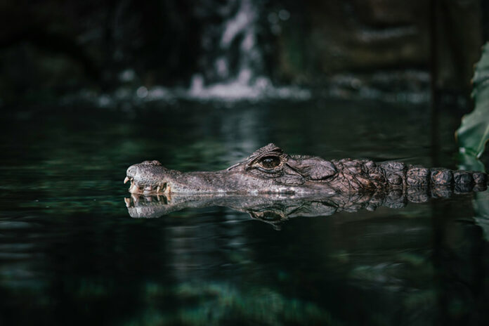 A small crocodile swims through dark water