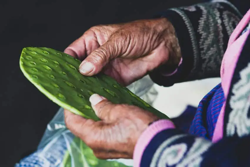 The hands of an elderly woman prepare a nobel aloe