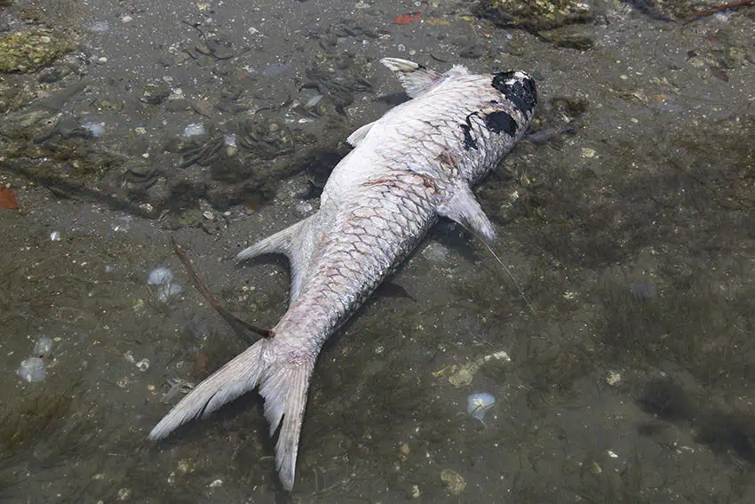 A dead fish spotted with petroleum from an oil spill lies on a beach