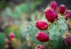 Nopal cactus with red tuna fruit