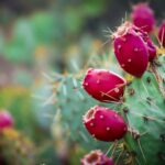 Nopal cactus with red tuna fruit