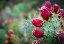 Nopal cactus with red tuna fruit