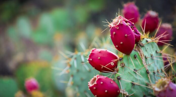 Nopal cactus with red tuna fruit