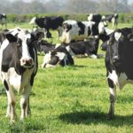 cows grazing