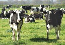 cows grazing
