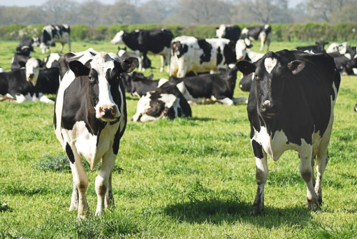 cows grazing