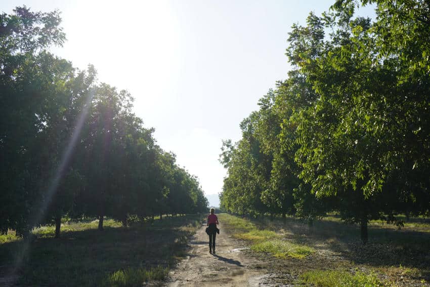 Long view of a woman in the distance walking along a straight dirt path away from the camera. On either side of her and the entire path is trimmed grass with tall green trees planted symmetrically.