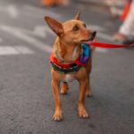 A tiny brown dog wearing a rainbow colored bandanna at a LGBTQ+ event.