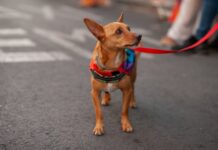 A tiny brown dog wearing a rainbow colored bandanna at a LGBTQ+ event.