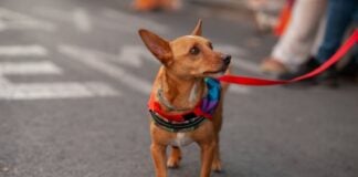 A tiny brown dog wearing a rainbow colored bandanna at a LGBTQ+ event.