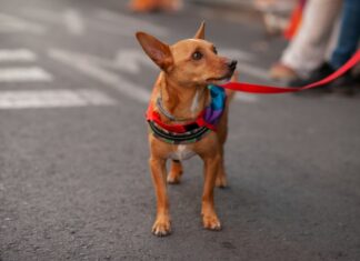 A tiny brown dog wearing a rainbow colored bandanna at a LGBTQ+ event.