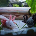 A white and black axolotl in a tank