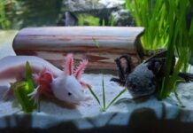 A white and black axolotl in a tank