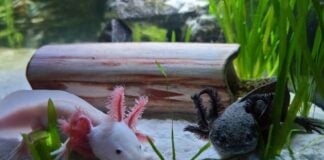 A white and black axolotl in a tank
