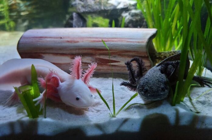 A white and black axolotl in a tank