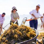 people collecting seaweedat the beach