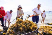 people collecting seaweedat the beach