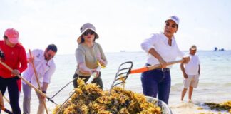 people collecting seaweedat the beach