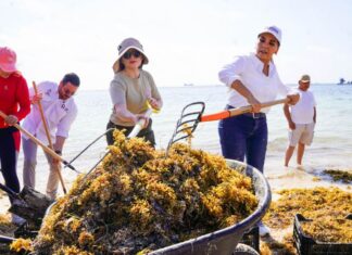 people collecting seaweedat the beach