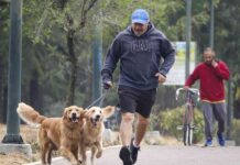 A man in Mexico City in shorts, a GAP sweatshirt and a baseball cap jogs through a tree-lined park with two purebred Golden Retrievers on leashes. Behind him in the distance is a man walking a ten-speed bike while talking on his phone.